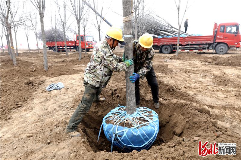 天博官网 天博平台 app廊坊：香河运河景观绿化工程树木种植任务全部完成(图2)